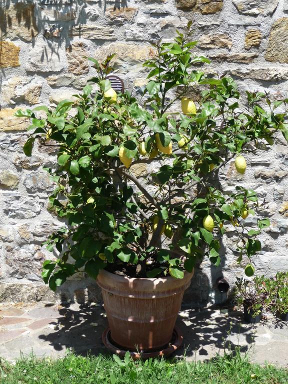 Podere Sant'Angelo Roccalbegna ภายนอก รูปภาพ