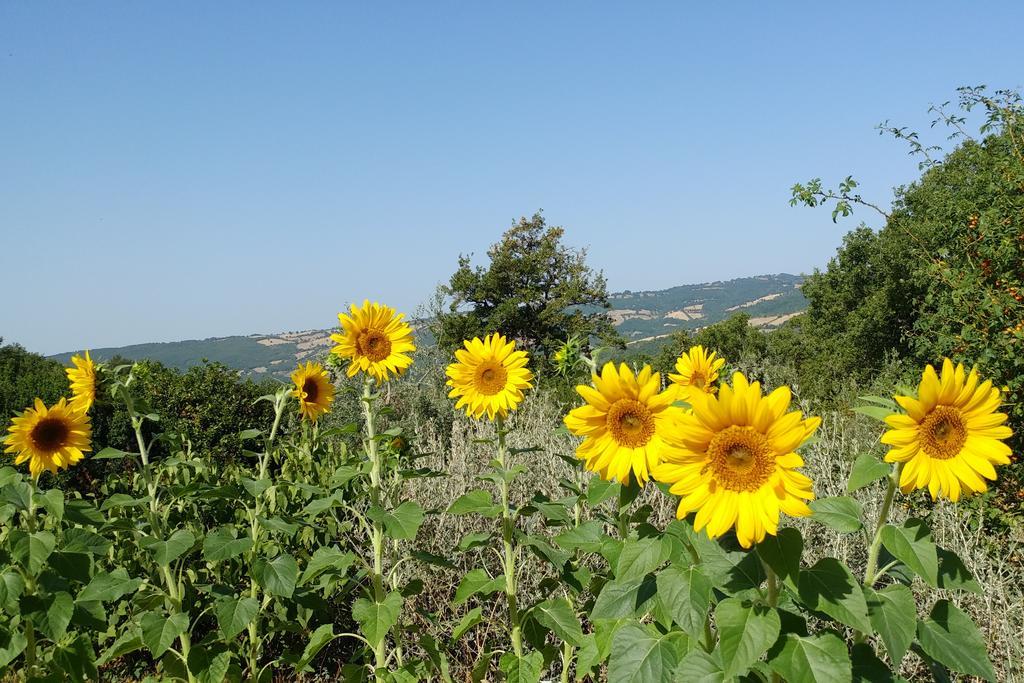 Podere Sant'Angelo Roccalbegna ภายนอก รูปภาพ